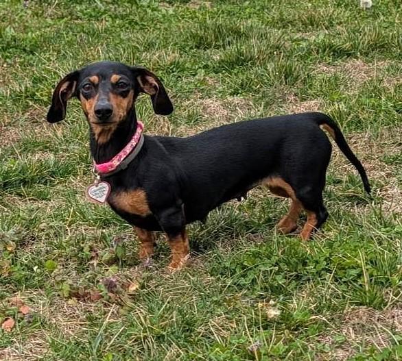 Enlarge Gemma in WI, a Adoptable Dachshund in Marinette, WI image 4/5