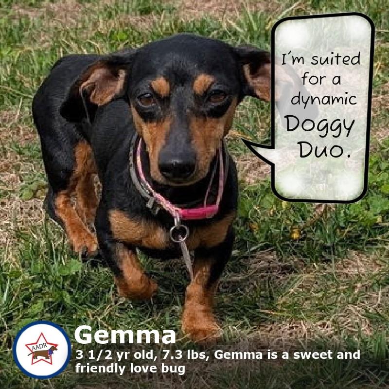 Enlarge Gemma in WI, a Adoptable Dachshund in Marinette, WI image 2/5