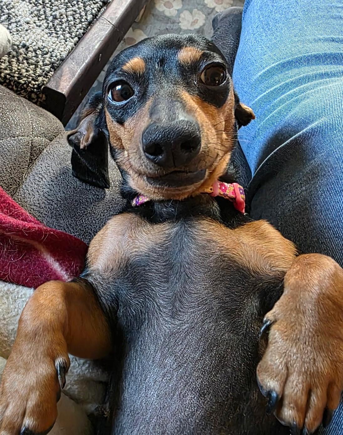 Enlarge Gemma in WI, a Adoptable Dachshund in Marinette, WI image 5/5