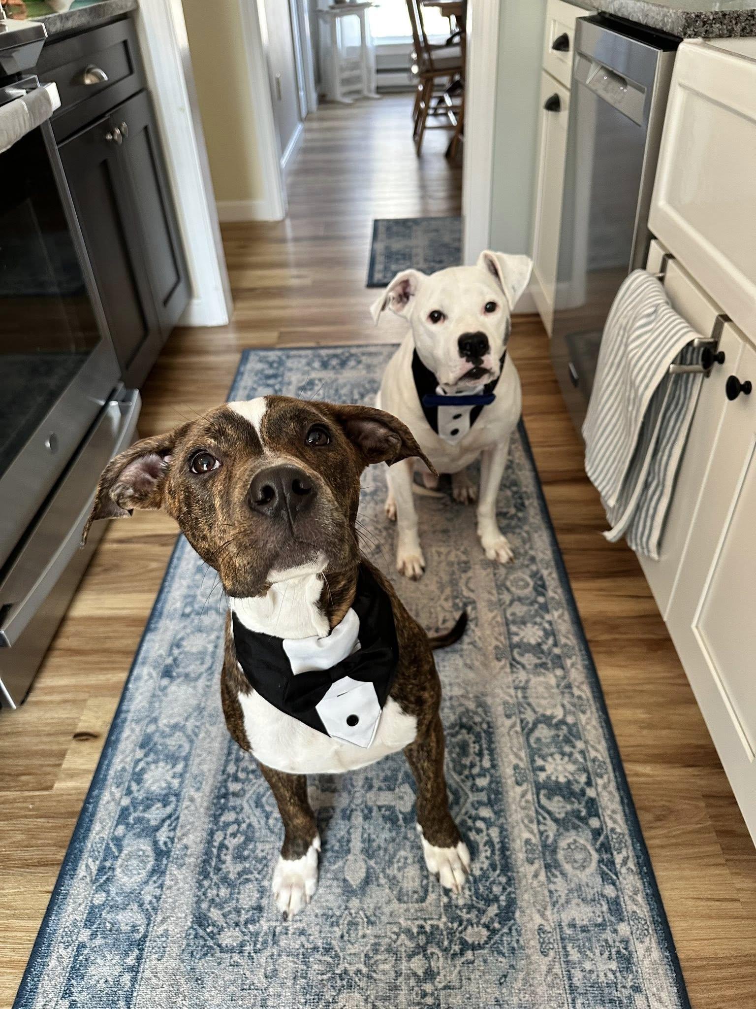 Enlarge Brutus *HERE IN NH*, a ADOPTABLE Mixed Breed in Northwood, NH image 3/6