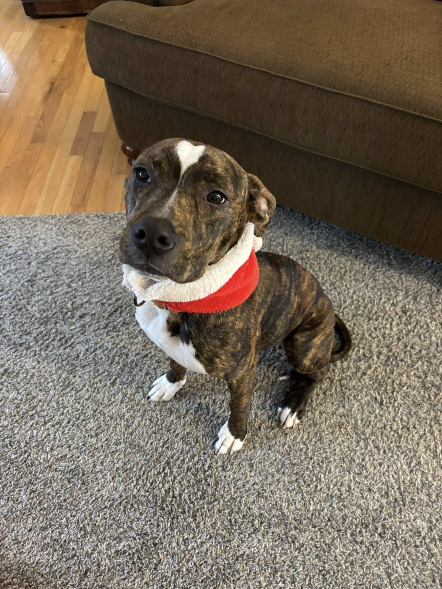 Enlarge Brutus *HERE IN NH*, a ADOPTABLE Mixed Breed in Northwood, NH image 2/6