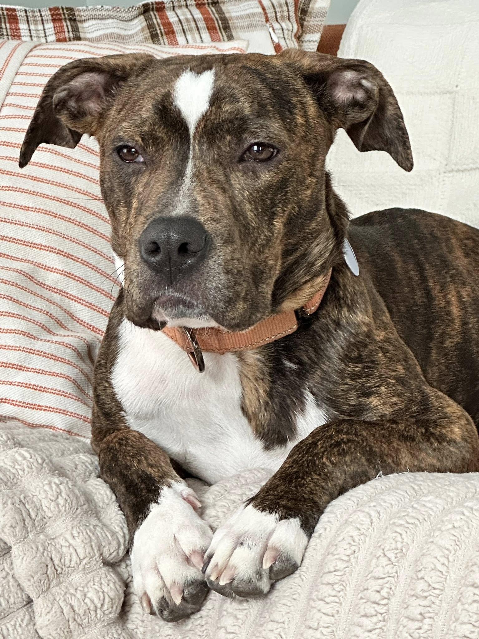 Brutus *HERE IN NH*, ADOPTABLE, Young Male Mixed Breed.