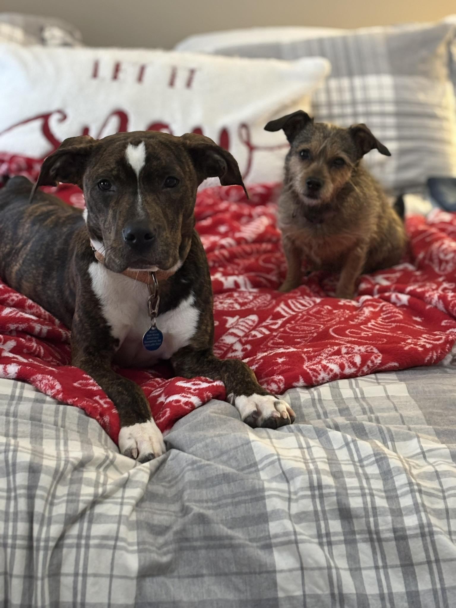 Enlarge Brutus *HERE IN NH*, a ADOPTABLE Mixed Breed in Northwood, NH image 5/6