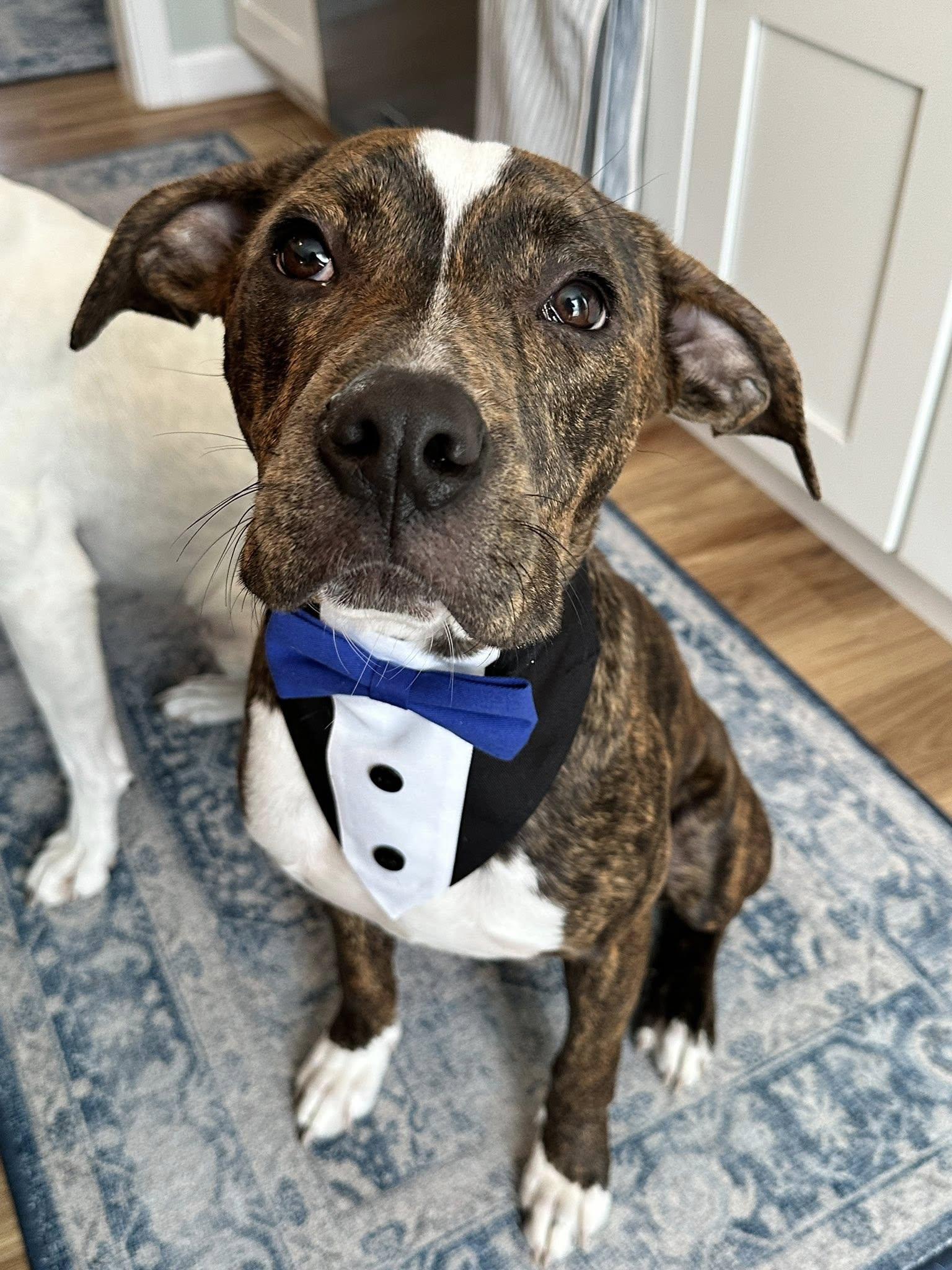 Enlarge Brutus *HERE IN NH*, a ADOPTABLE Mixed Breed in Northwood, NH image 4/6