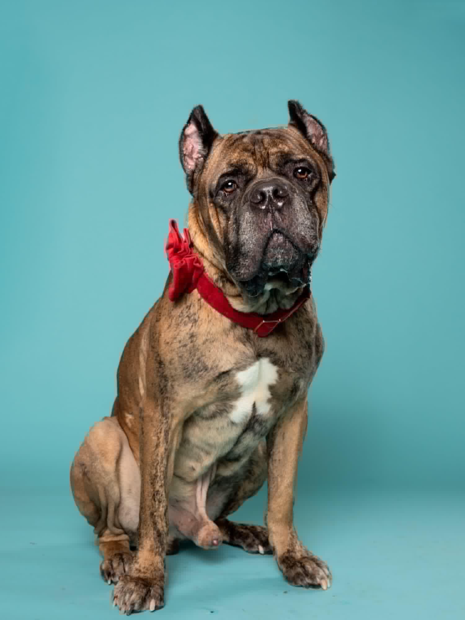 Enlarge Barnacle, a Adoptable Cane Corso in Norwood, GA image 3/4