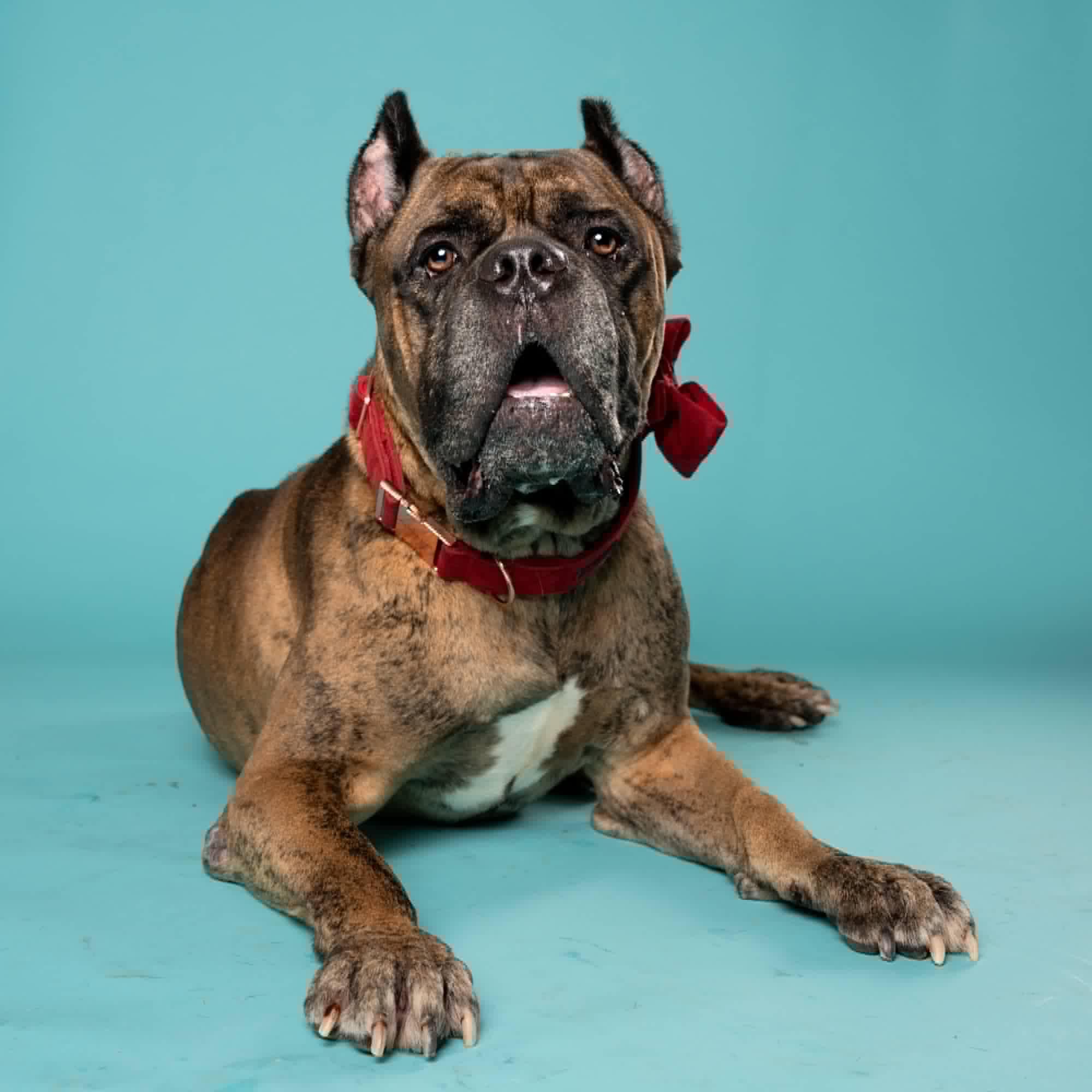 Barnacle, Adoptable, Adult Male Cane Corso.