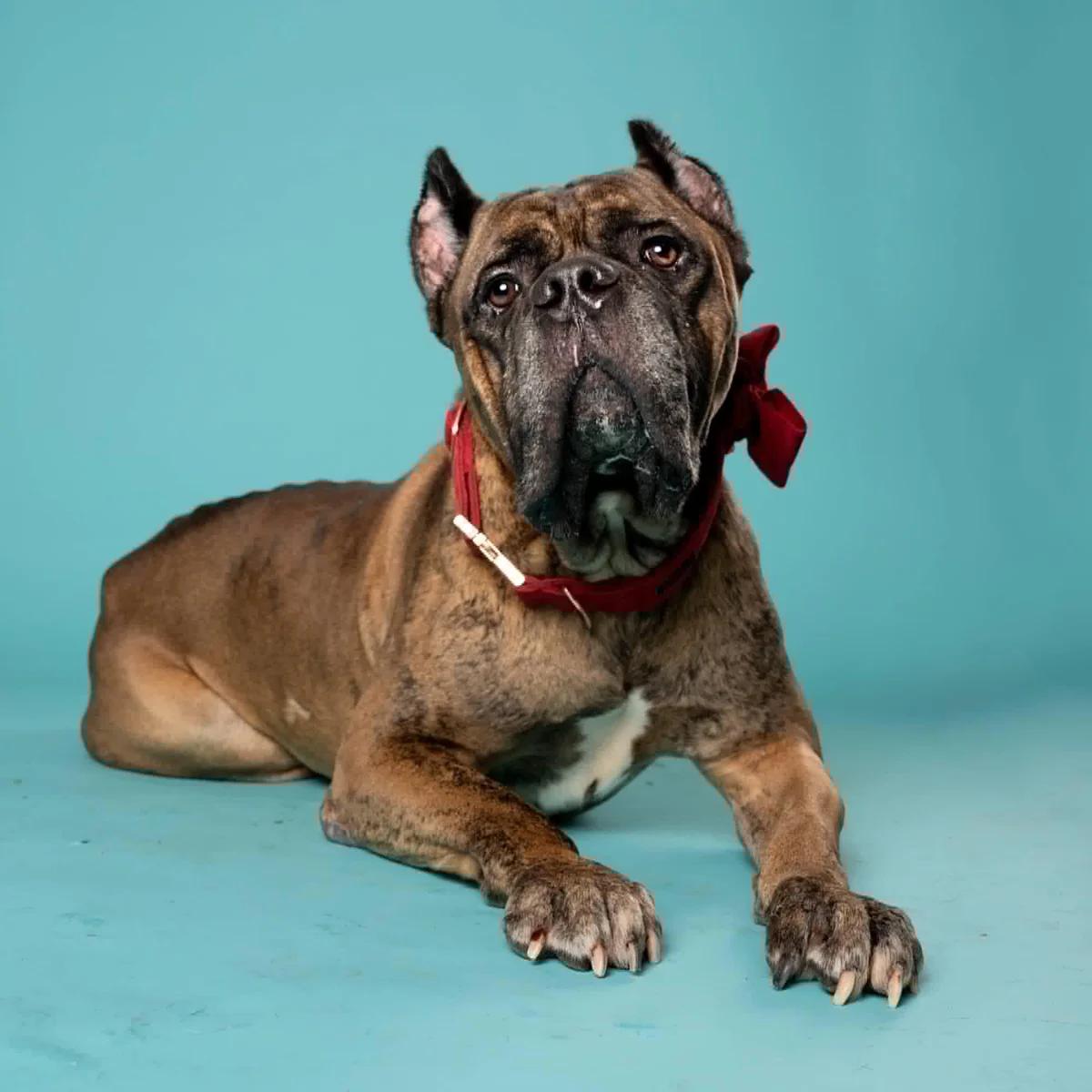 Enlarge Barnacle, a Adoptable Cane Corso in Norwood, GA image 4/4