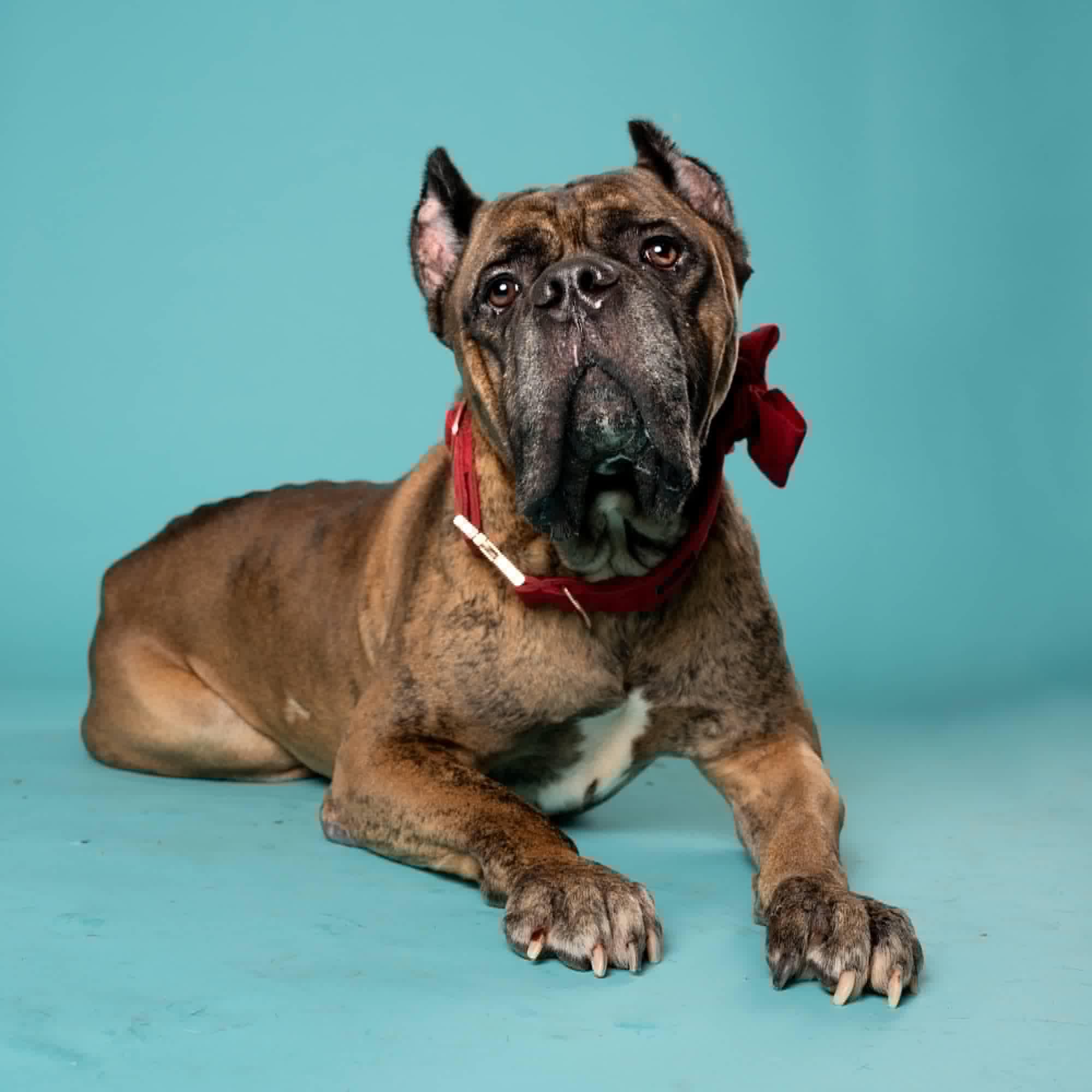 Enlarge Barnacle, a Adoptable Cane Corso in Norwood, GA image 2/4