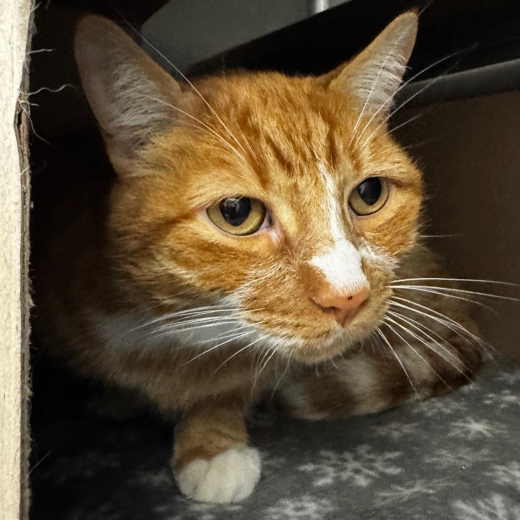 Ginger, Adoptable, Senior Male Domestic Short Hair.
