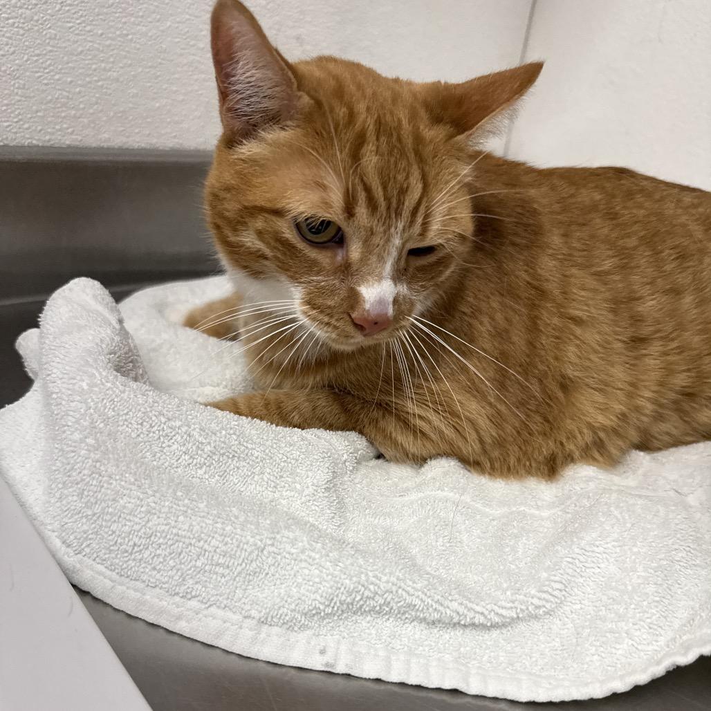 Enlarge Ginger, a Adoptable Domestic Short Hair in Henderson, NV image 2/2