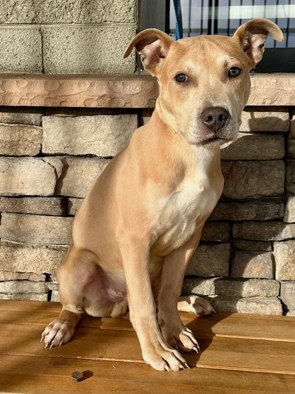 Scrappy, Adoptable, Puppy Male Pit Bull Terrier & Mixed Breed.