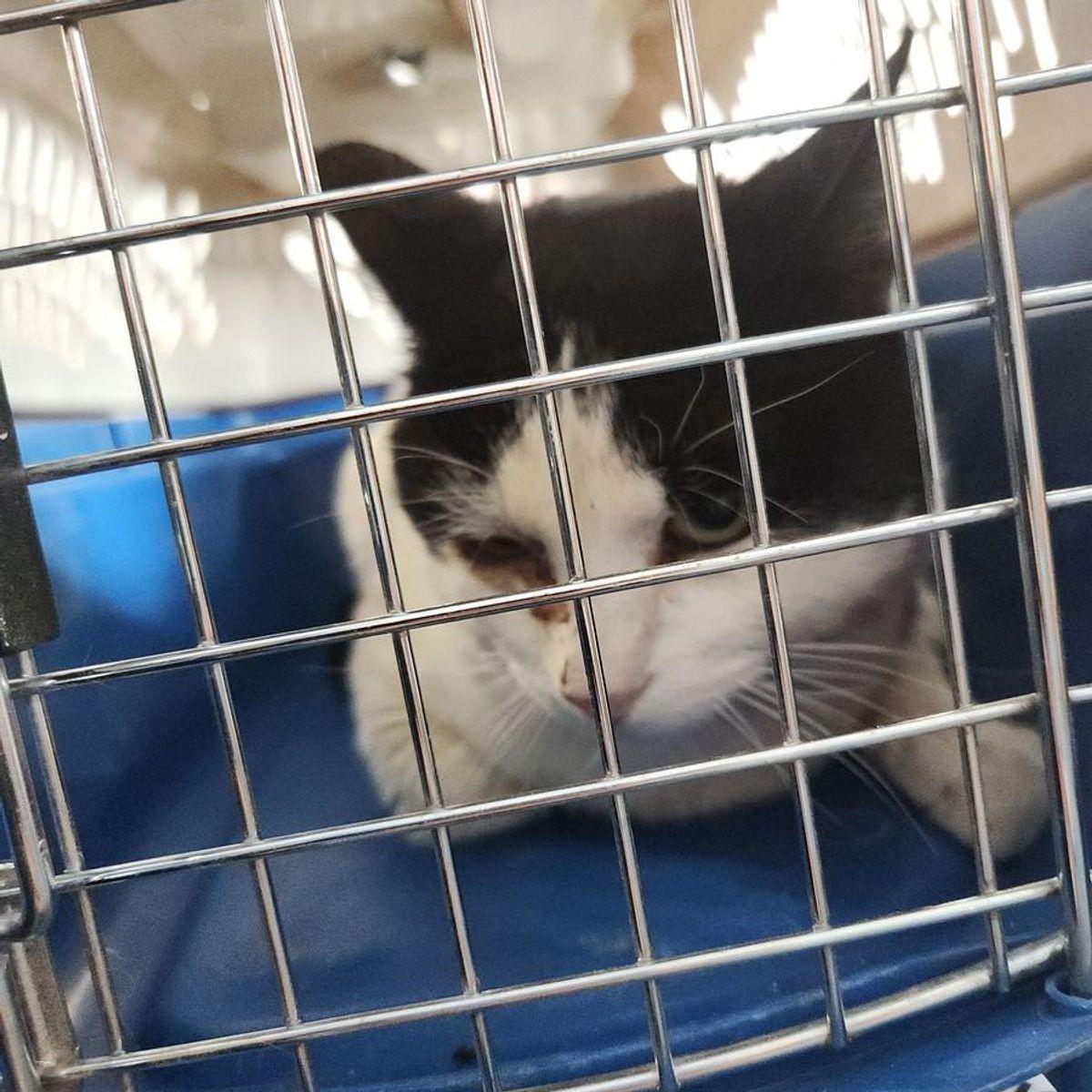 Buzzy, Adoptable, Adult Male Domestic Short Hair.