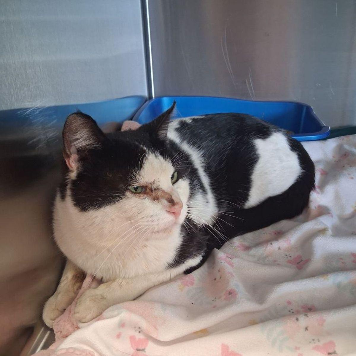 Enlarge Buzzy, a Adoptable Domestic Short Hair in Kingman, AZ image 2/3