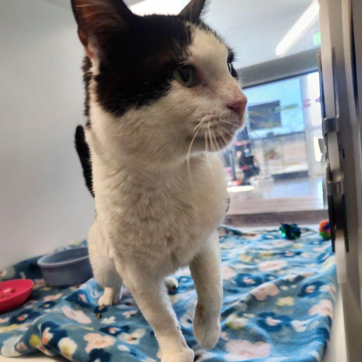 Enlarge Buzzy, a Adoptable Domestic Short Hair in Kingman, AZ image 3/3