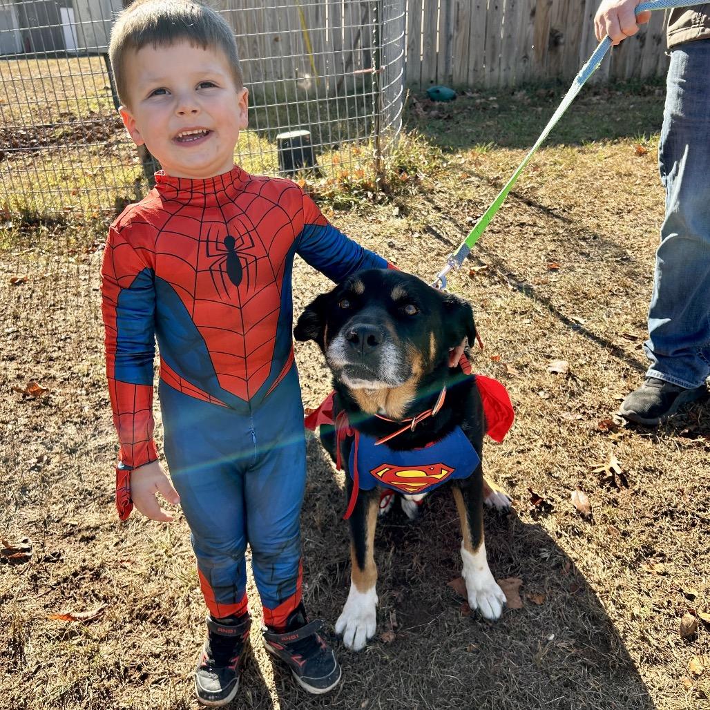 Rebel, Adoptable, Senior Male Black Labrador Retriever.