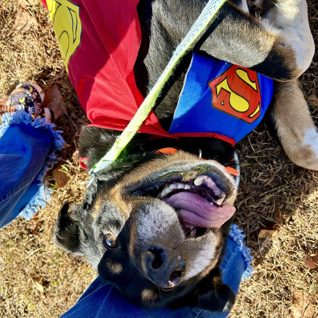 Rebel, a Adoptable mixed breed in Pineville, MO image 2/4