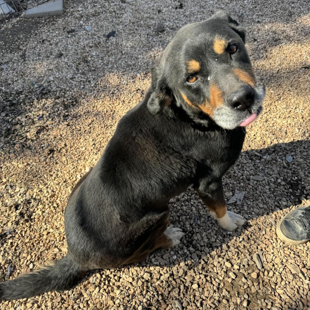 Rebel, a Adoptable mixed breed in Pineville, MO image 3/4