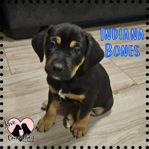 Indiana Bones