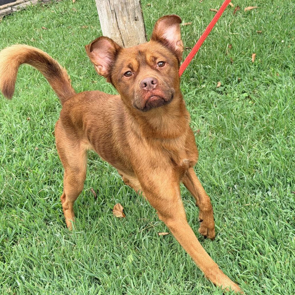 Scott (fka Guiness), Adoptable, Adult Male Mixed Breed.