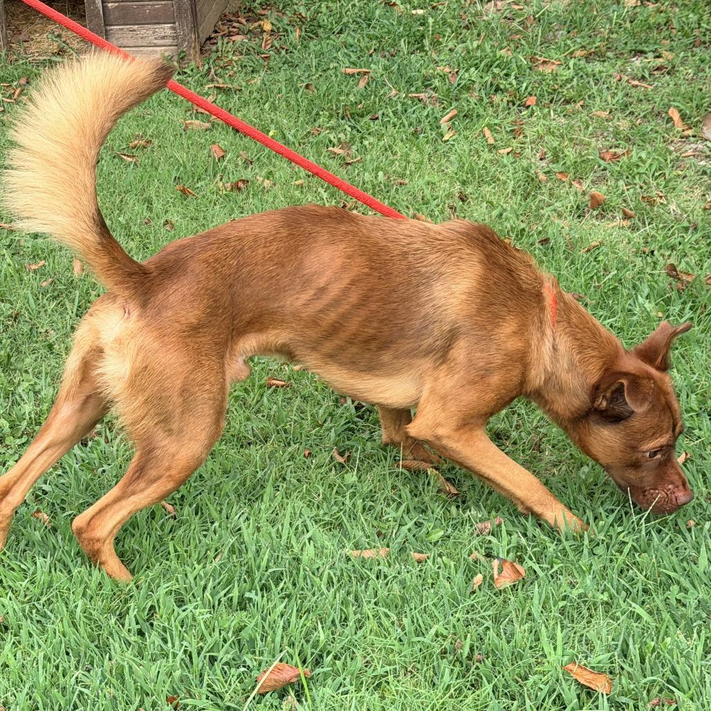 Enlarge Scott (fka Guiness), a Adoptable Mixed Breed in Warrensburg, MO image 2/5