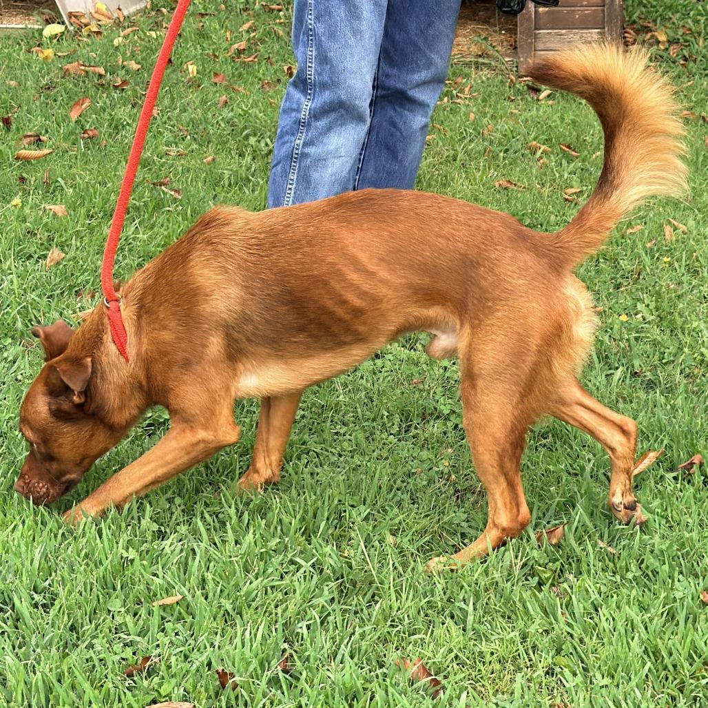 Enlarge Scott (fka Guiness), a Adoptable Mixed Breed in Warrensburg, MO image 3/5