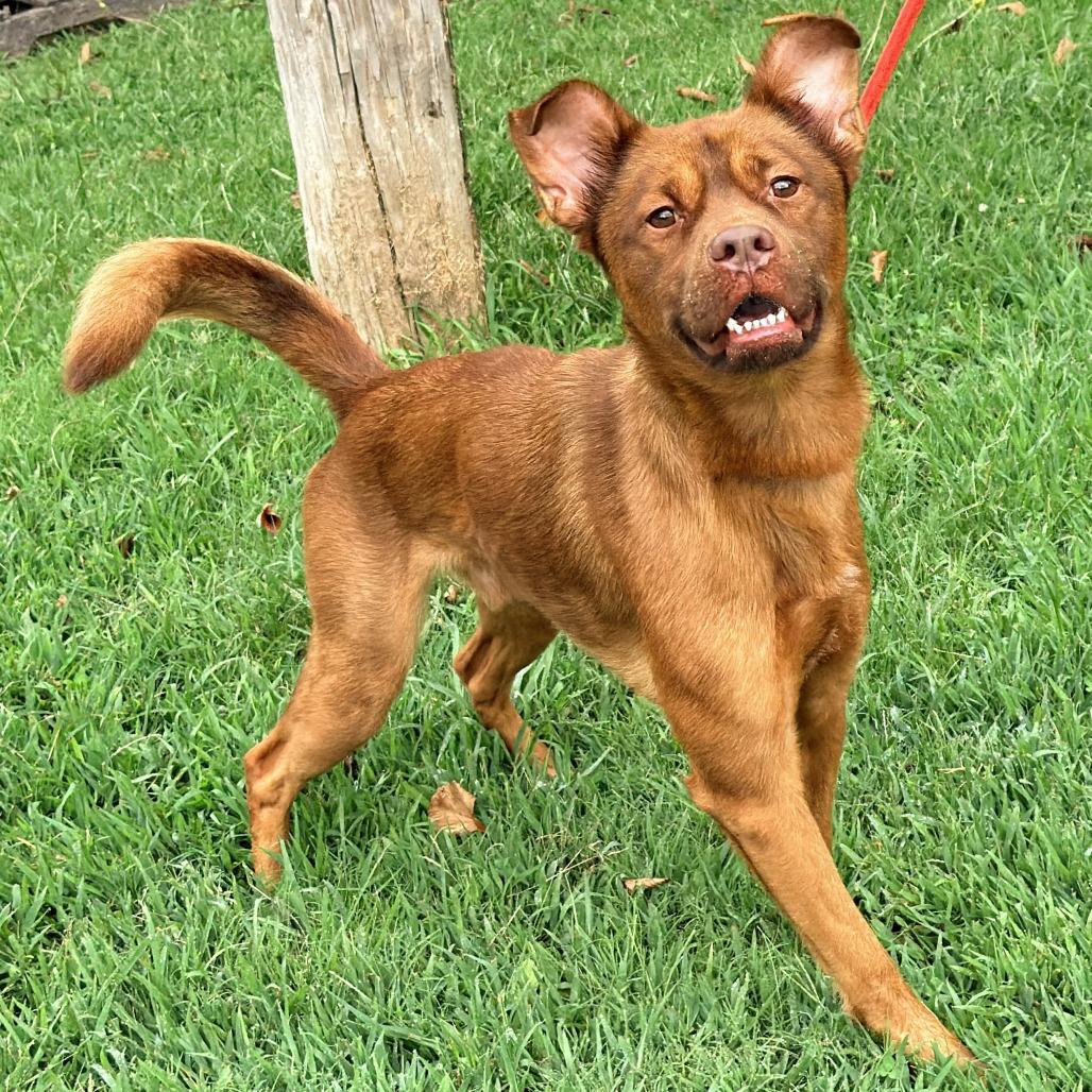 Enlarge Scott (fka Guiness), a Adoptable Mixed Breed in Warrensburg, MO image 4/5