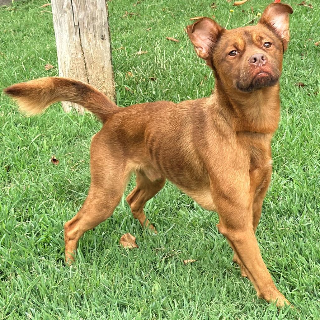 Enlarge Scott (fka Guiness), a Adoptable Mixed Breed in Warrensburg, MO image 5/5