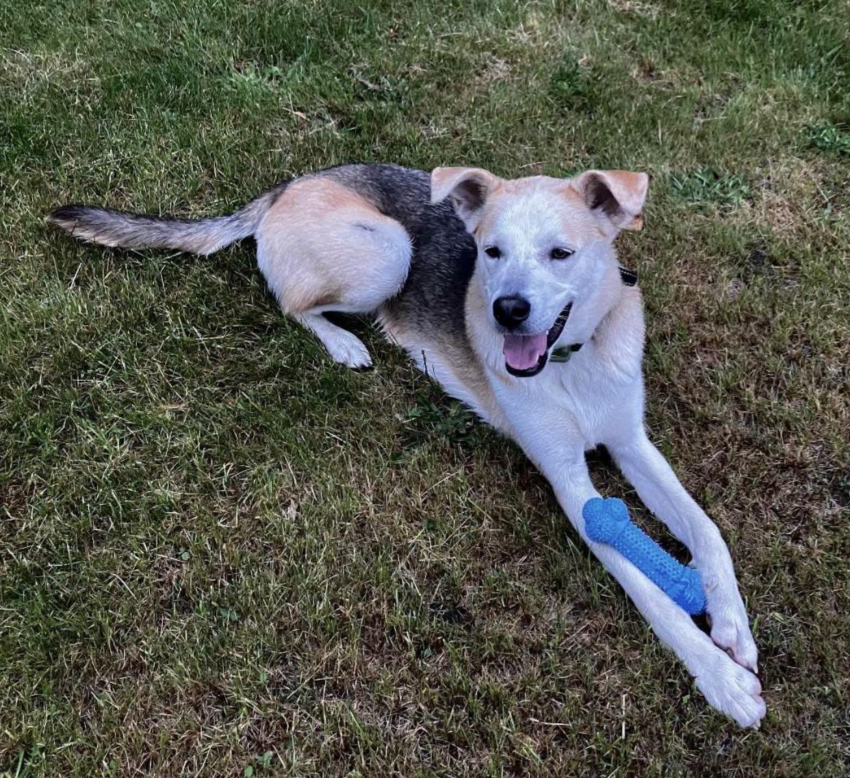 Enlarge Toby, a Adoptable mixed breed in Bethel, VT image 3/3