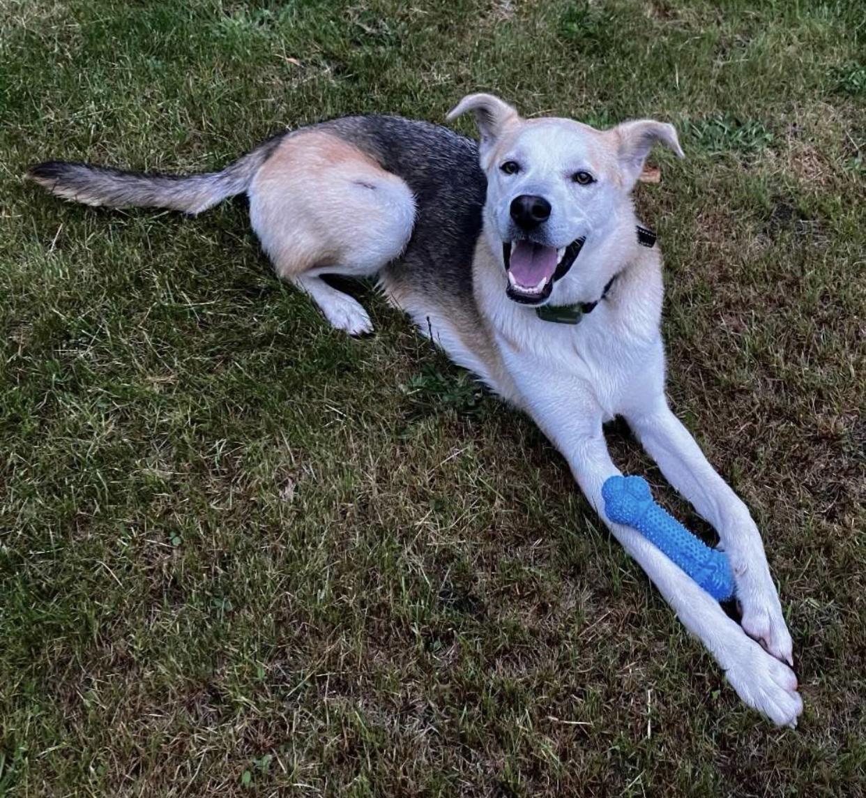 Enlarge Toby, a Adoptable mixed breed in Bethel, VT image 1/3