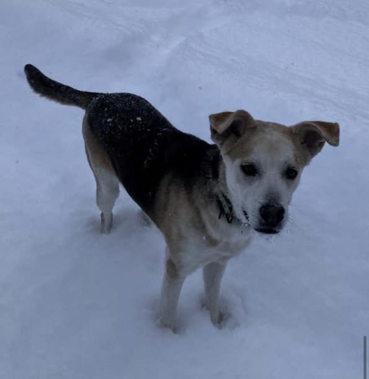 Enlarge Toby, a Adoptable mixed breed in Bethel, VT image 2/3