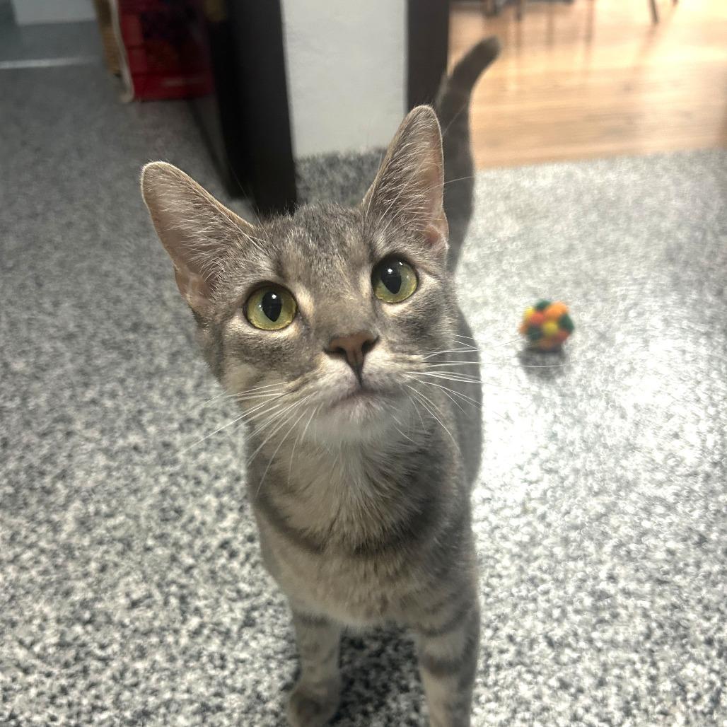 Finley, Adoptable, Adult Female Domestic Short Hair.