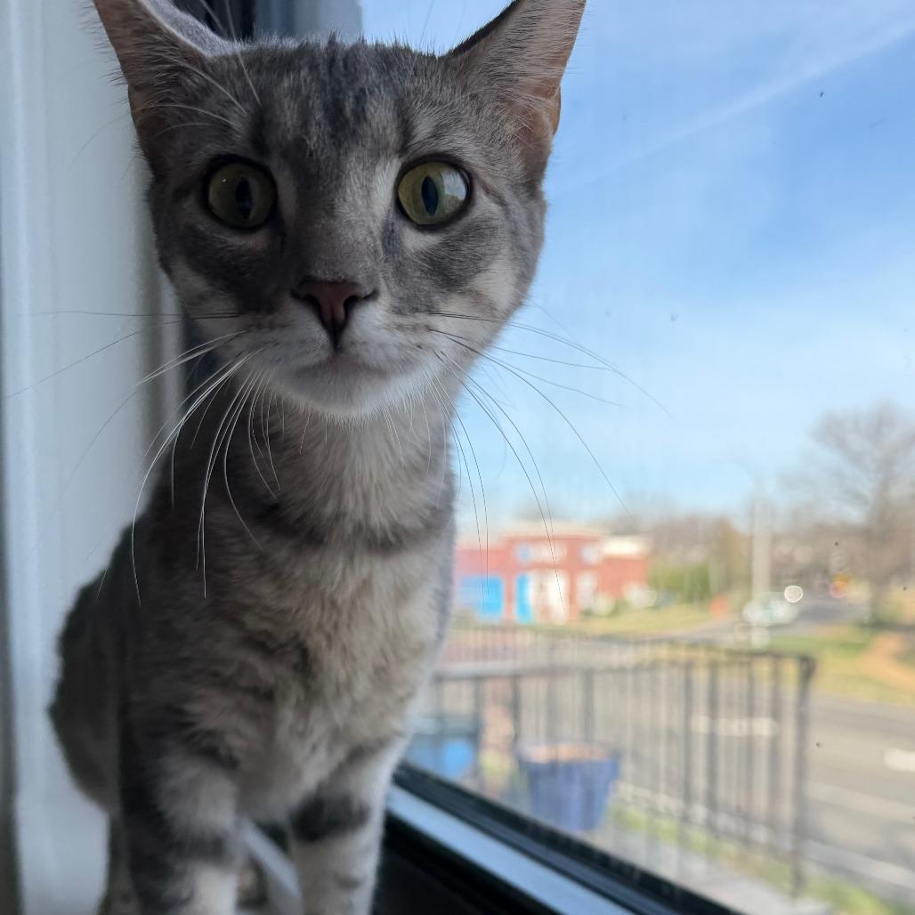 Finley, a Adoptable Domestic Short Hair in St. Louis, MO image 2/6
