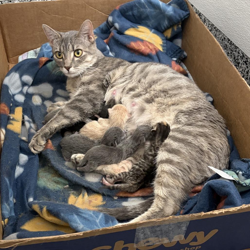 Finley, a Adoptable Domestic Short Hair in St. Louis, MO image 3/6