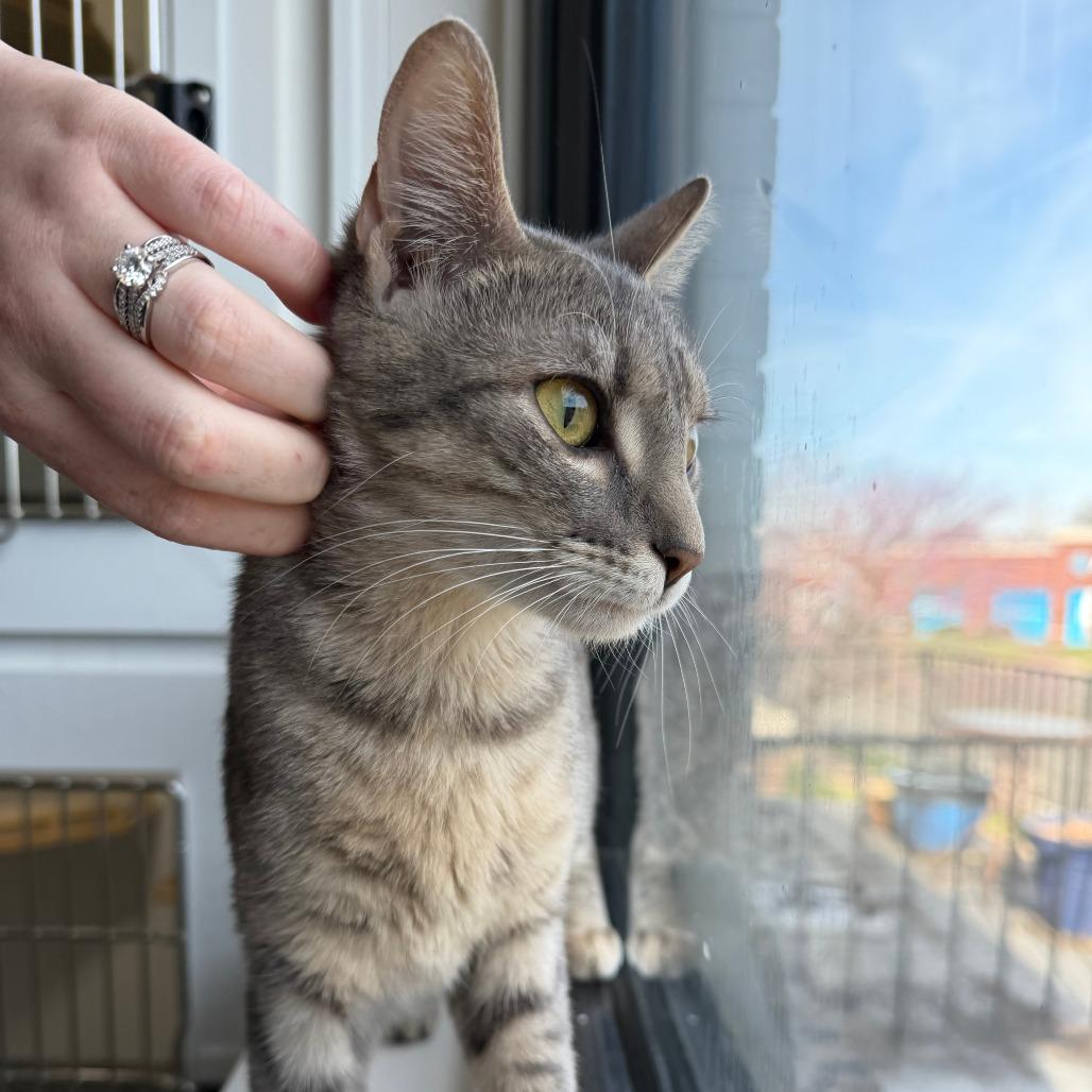 Finley, a Adoptable Domestic Short Hair in St. Louis, MO image 4/6