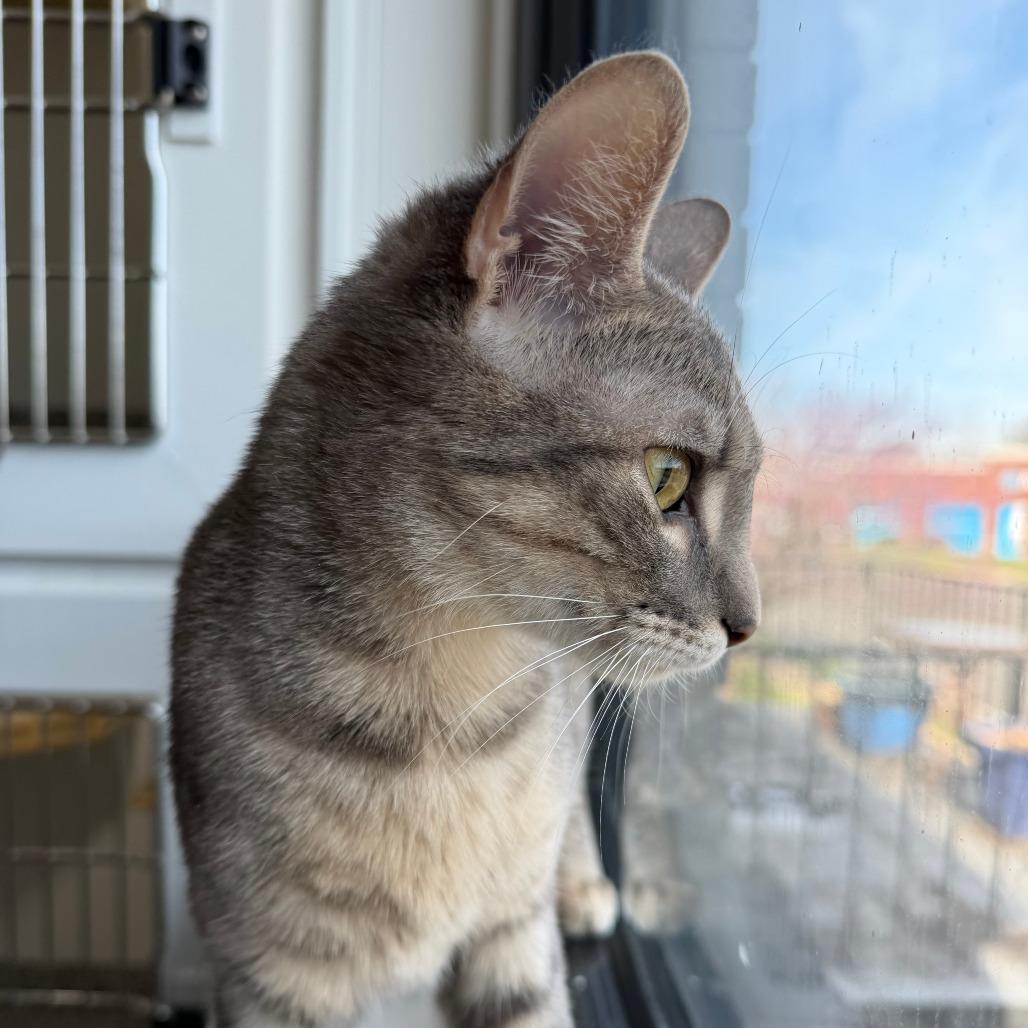 Finley, a Adoptable Domestic Short Hair in St. Louis, MO image 5/6