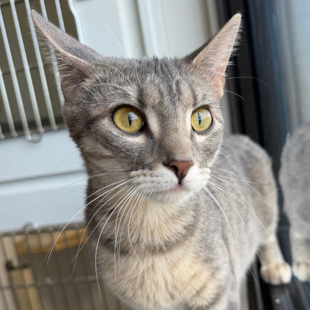 Finley, a Adoptable Domestic Short Hair in St. Louis, MO image 6/6