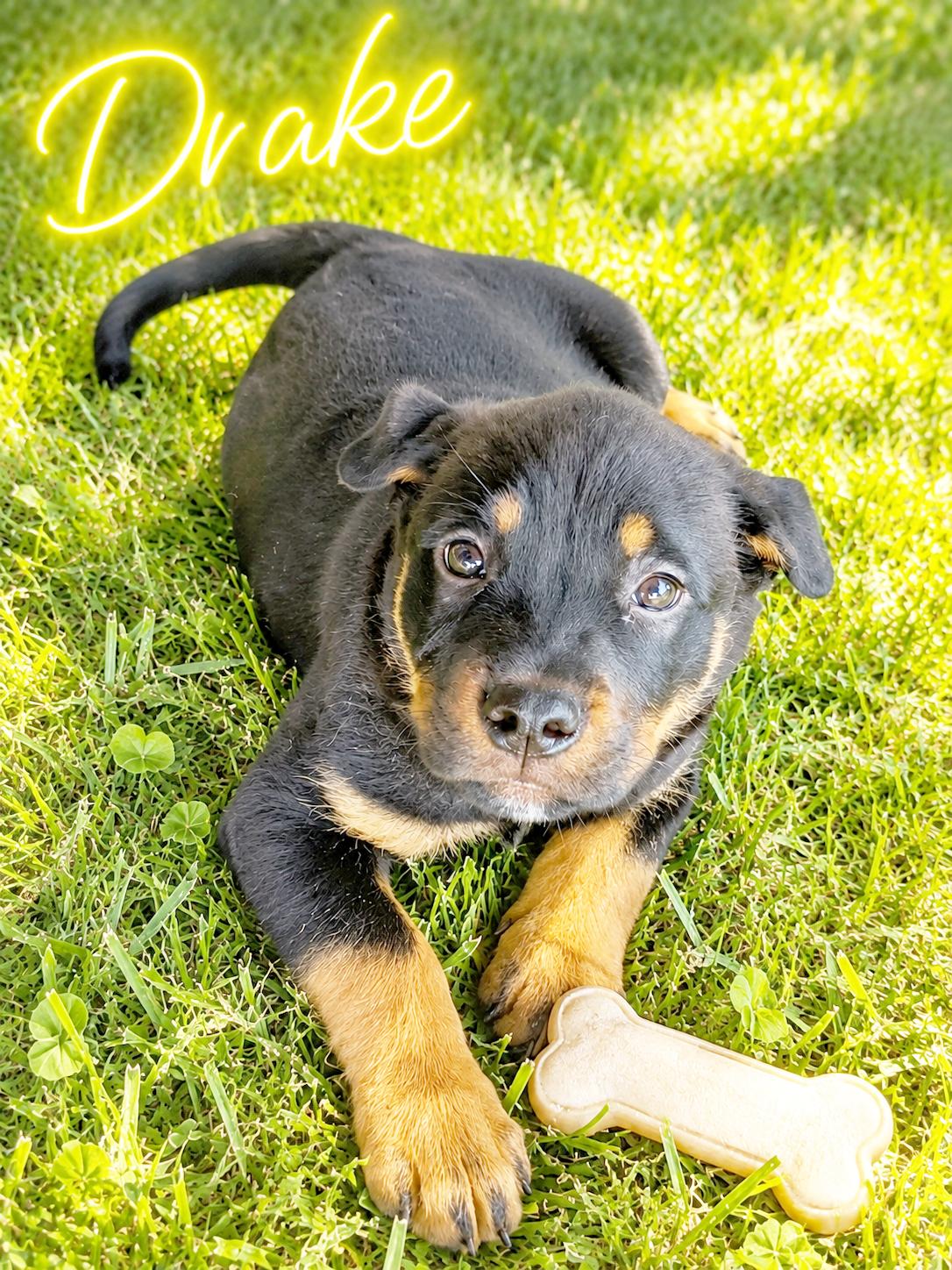 Drake, a ADOPTABLE mixed breed in Valley Falls, KS image 2/2