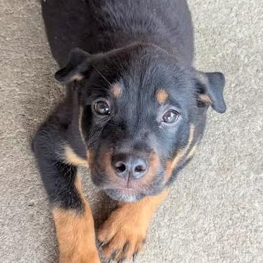 Drake, ADOPTABLE, Young Male Australian Kelpie & Rottweiler.