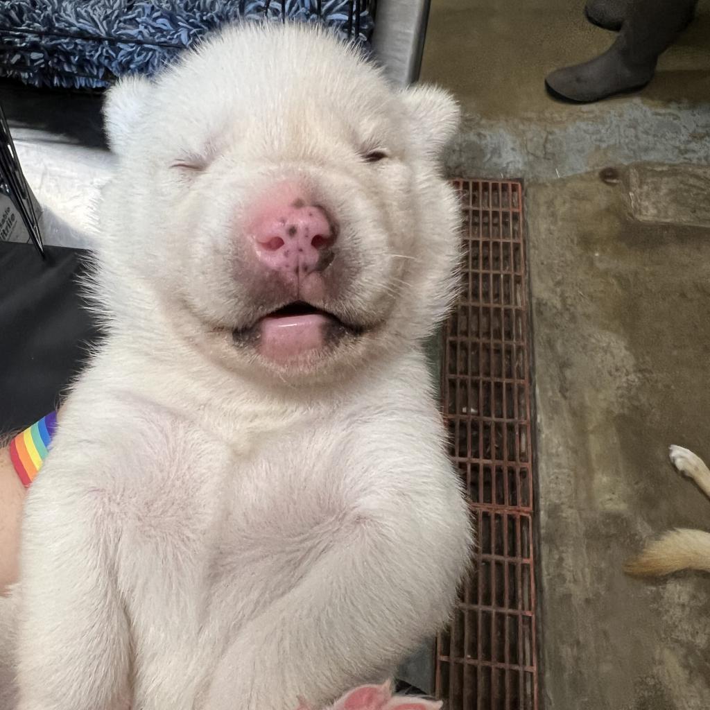 Kubo*, Adoptable, Adult Male Mixed Breed.