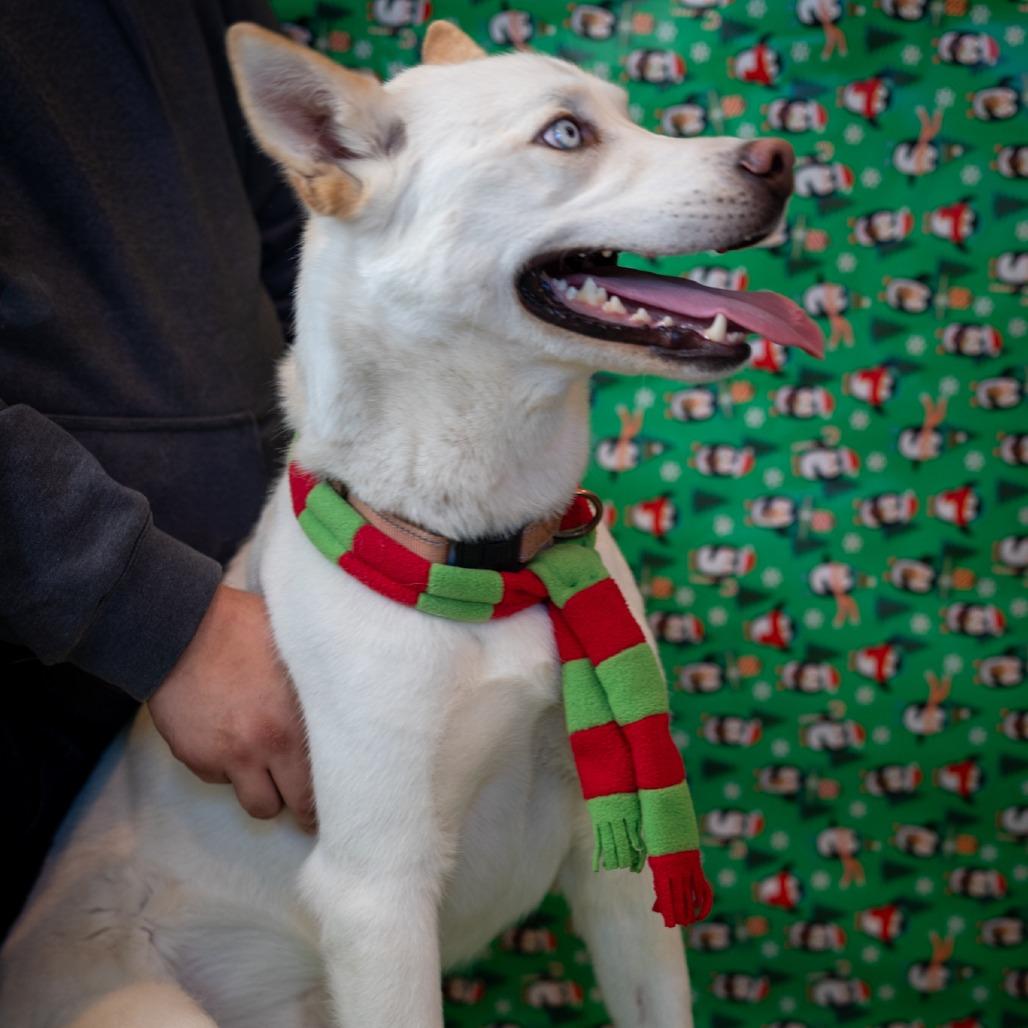 Kubo*, Adoptable, Adult Male Mixed Breed.