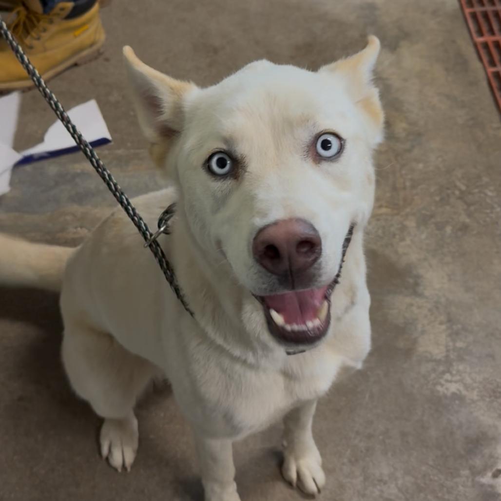 Kubo*, a Adoptable Mixed Breed in Eureka Springs, AR image 2/2