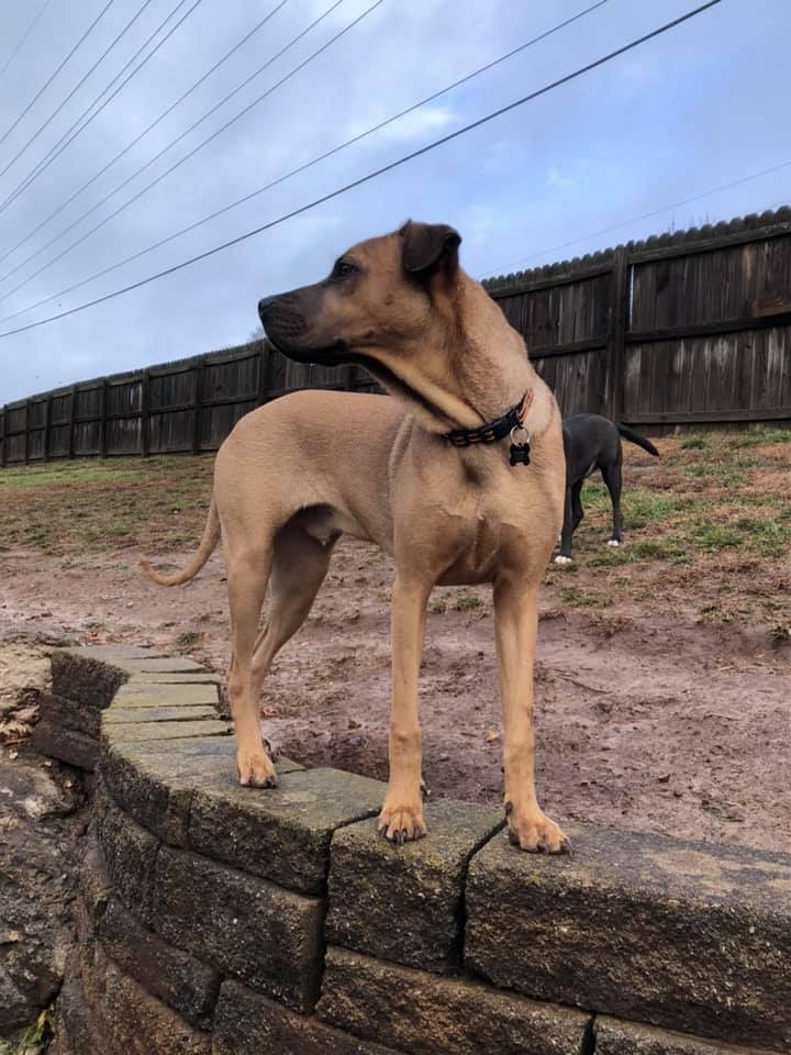 Rugsy, an adoptable Shar-Pei, Boxer in Springfield, MO, 65804 | Photo Image 3