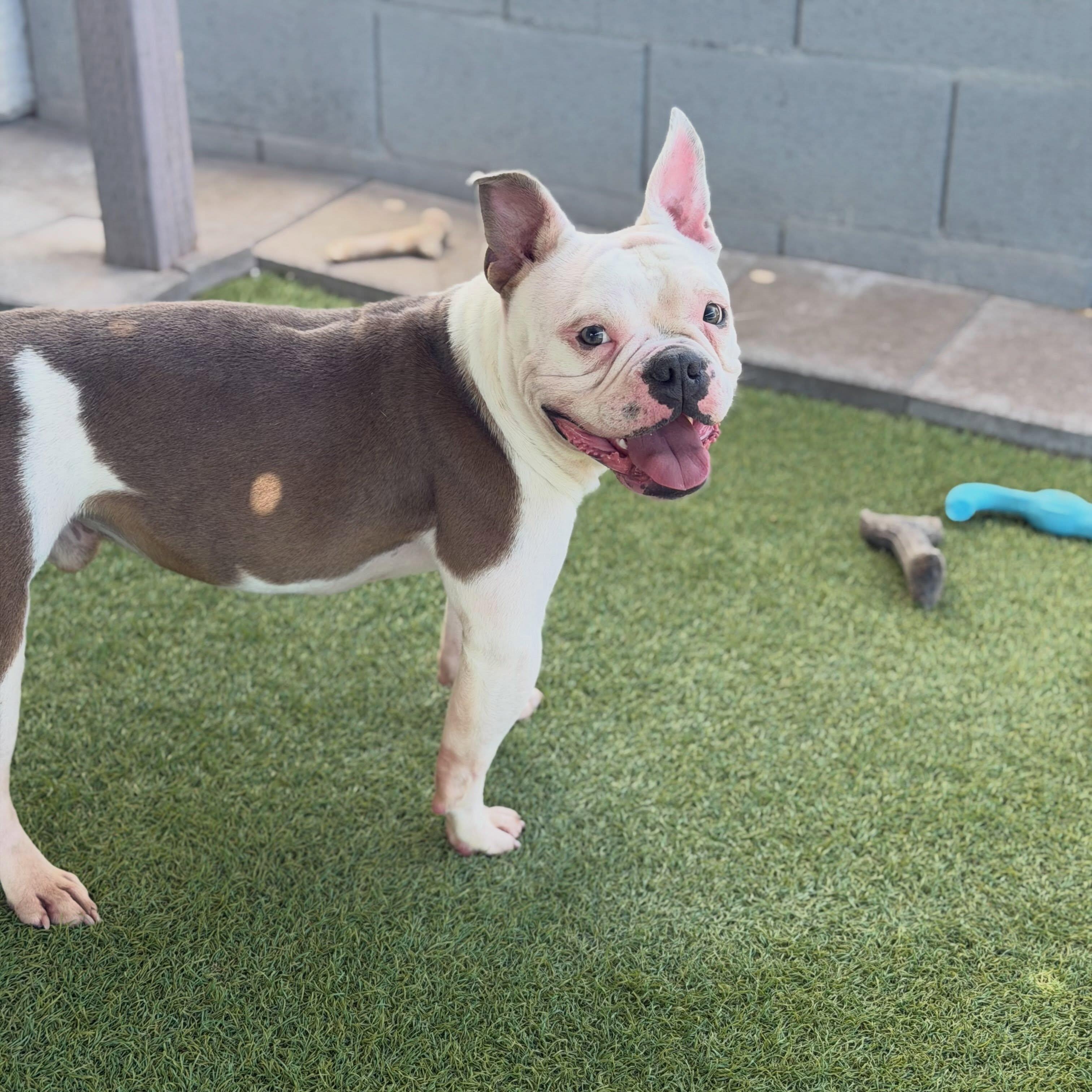 Enlarge Pax (adorable Deaf boy), a Adoptable mixed breed in Las Vegas, NV image 4/6