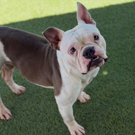 Enlarge Pax (adorable Deaf boy), a Adoptable mixed breed in Las Vegas, NV image 6/6