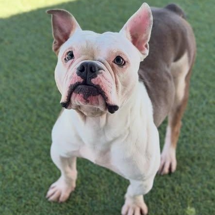 Enlarge Pax (adorable Deaf boy), a Adoptable mixed breed in Las Vegas, NV image 5/6