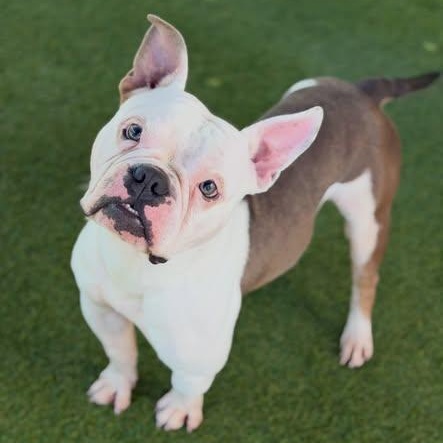 Enlarge Pax (adorable Deaf boy), a Adoptable mixed breed in Las Vegas, NV image 1/6