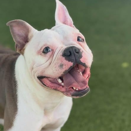 Enlarge Pax (adorable Deaf boy), a Adoptable mixed breed in Las Vegas, NV image 2/6