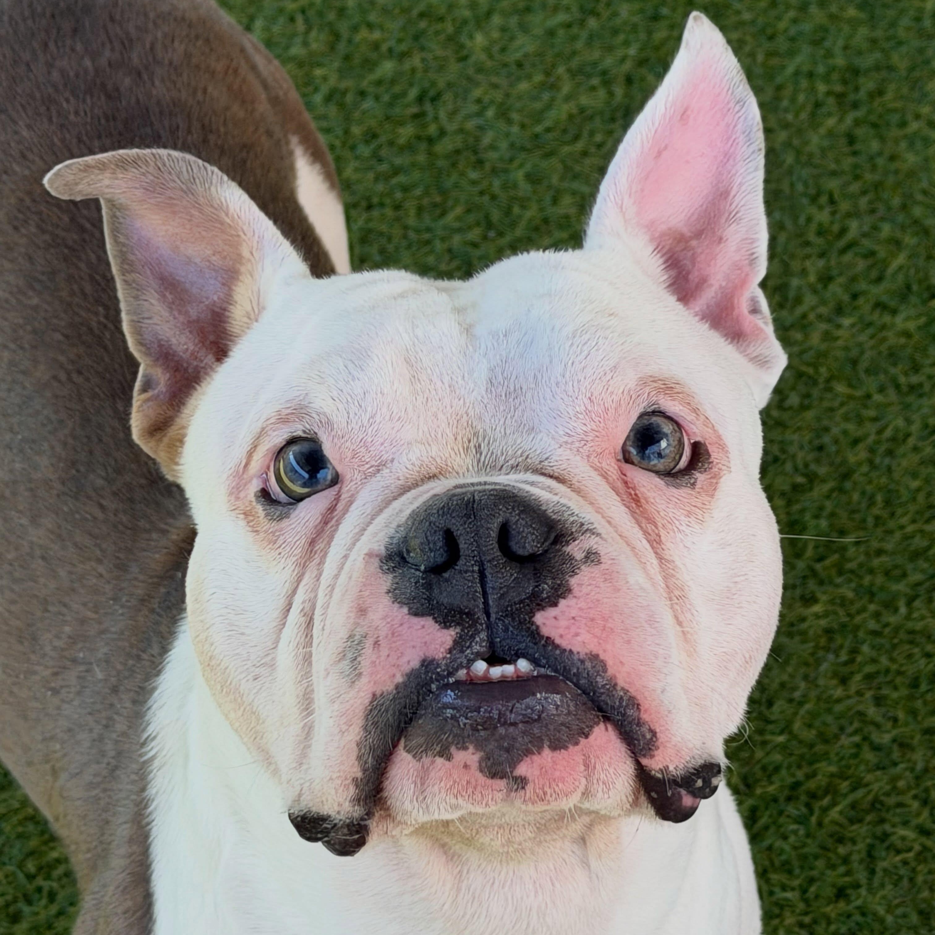Enlarge Pax (adorable Deaf boy), a Adoptable mixed breed in Las Vegas, NV image 3/6
