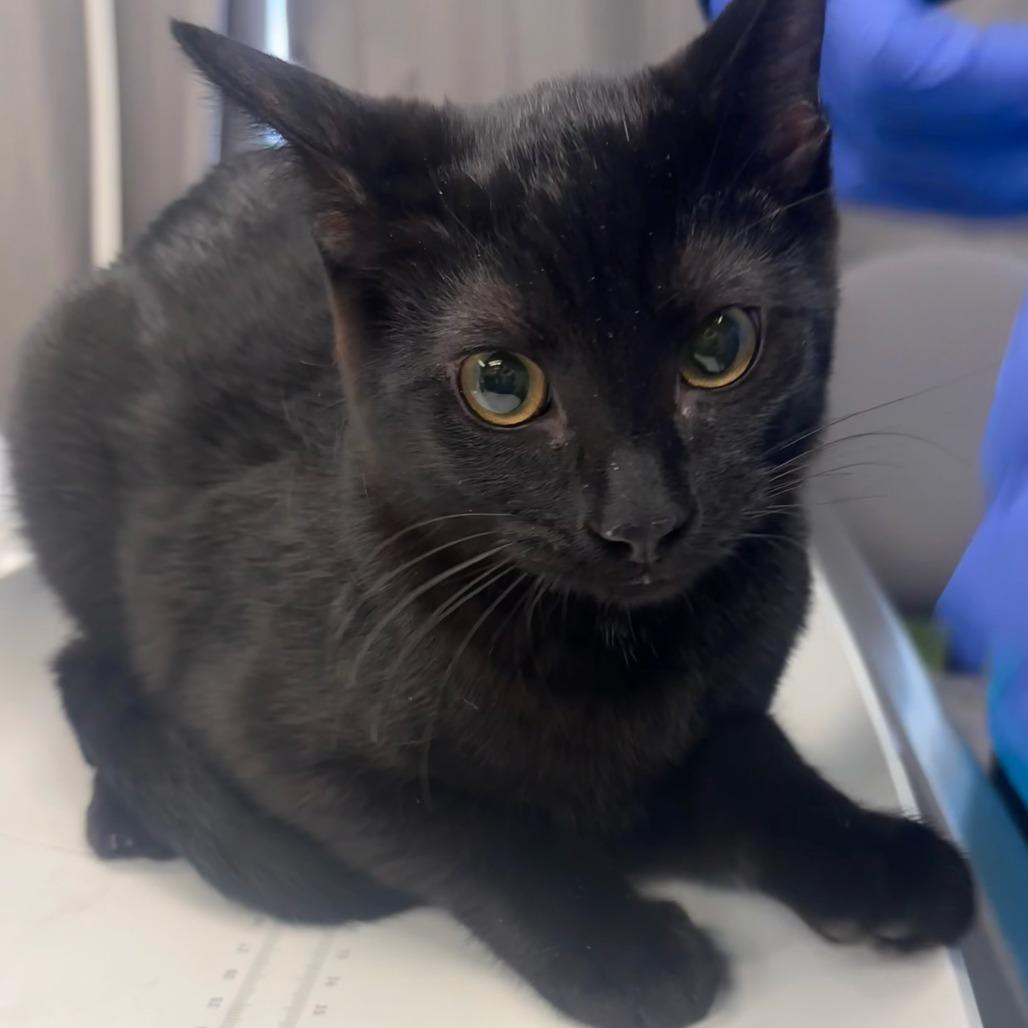 Pixy Stix - Petsmart Belleville, Adoptable, Kitten Female Domestic Short Hair.