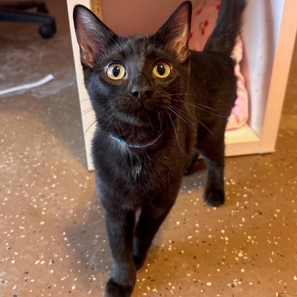 Enlarge Pixy Stix - Petsmart Belleville, a Adoptable Domestic Short Hair in Belleville, IL image 2/2